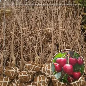 서울농원묘목/왜성 러시아8호 체리나무 3년생 분묘 대목 강산16호