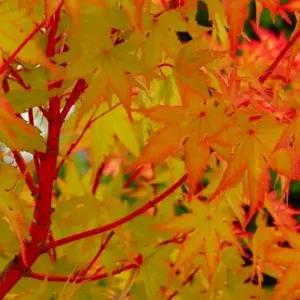 산호각 단풍 묘목 야광단풍나무 H80cm전후