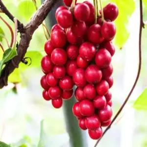 오미자나무 오미자묘목 10그루 2년생 10그루 유실수 약용수 조경수 꽃나무(TB)