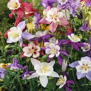 (꽃씨)매발톱-드래곤플라이 믹스, 30립 꽃 야생화 희귀종자(HM)