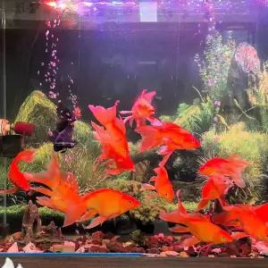 어항 백스크린 수족관 열대어배경 시트지 장식용품