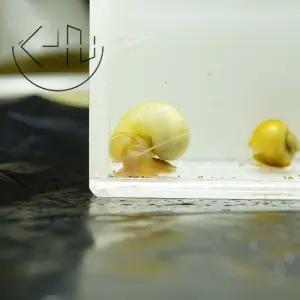 알비노 애플 스네일 (관상어, 열대어, 청소 물고기)