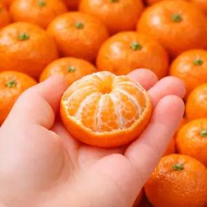 제로마진 제주 효돈 햇 감귤 귤 5KG 로얄과