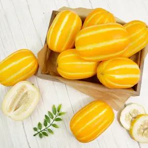 [델푸릇] 성주참외 최상급 산지직송 꿀참외 고품질 고당도 제철 프리미엄 참외 우등생 선물용