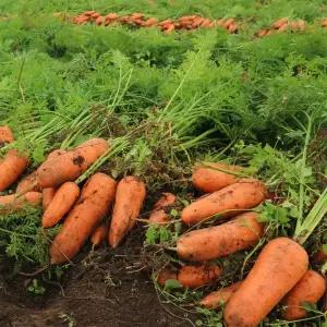 달콤 아삭 국내산 흙당근 5kg 제철 햇당근