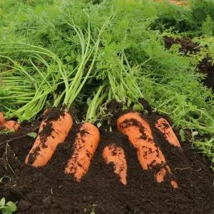 달콤 아삭 국내산 흙당근 10kg 제철 햇당근