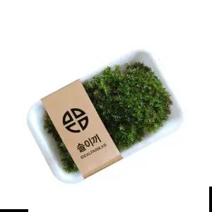 테라리움 솔이끼