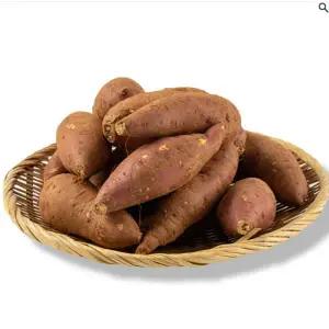 비세척 해남 밤고구마 5kg