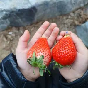 논산 킹스베리 딸기 프리미엄 대과 고당도 400g