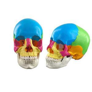 두개골 뇌모형 컬러 해부도 모델 교보재 과학실 병원