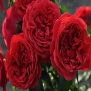 독일사계장미 아웃오브로젠하임 6치 포트묘 화단장미 묘목 조경수