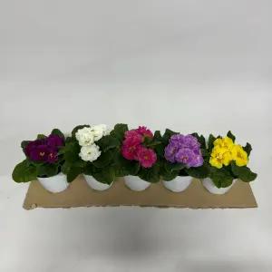 [무 배] 줄리안 앵초 (5개 1세트) 2026 새상품/색상 랜덤 발송