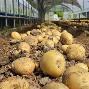 수미 씨감자 강원도 포슬포슬식감 맛있는 쪄먹는감자 5kg