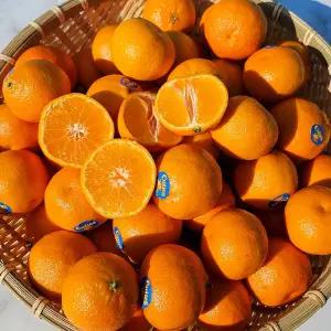 미국산 만다린 오렌지 감귤 2kg 20과 내외