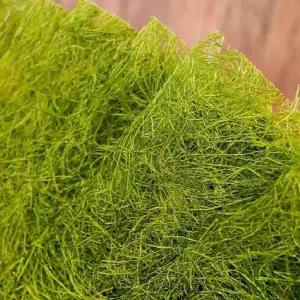 서산 50년 전통 수제 명품 햇 감태김 생 감태김 40매(4봉)