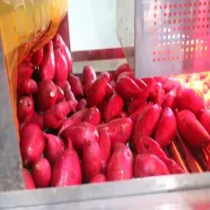 제철 초고당도 해남 세척 꿀고구마 5kg