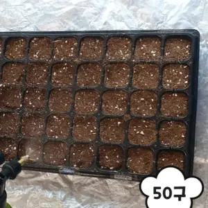 하노빅 모판트레이 50구 모종판 파종트레이 텃밭모종