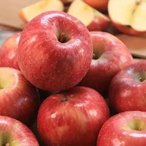 경북 부사 사과 못난이 가정용 2kg (13-16과)