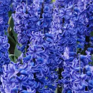 꽃모종 히야신스 블루 스타 9cm분