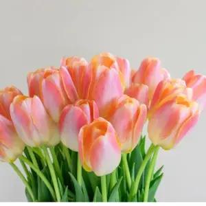 꽃모종 고급품종 튤립 쿤윤 10cm분 4개(HT)