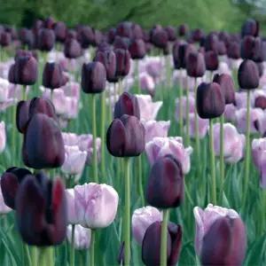 꽃모종 고급품종 튤립 퀸오브나이트 10cm분 4개(HT)