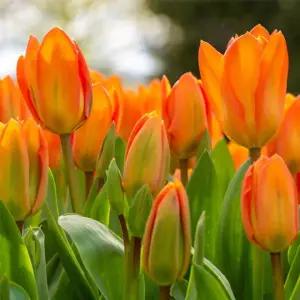 꽃모종 고급품종 튤립 데이 드림 10cm분 4개(HT)