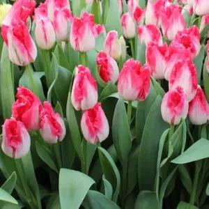 꽃모종 고급품종 튤립 스위트 파라다이스 10cm분 4개(HT)