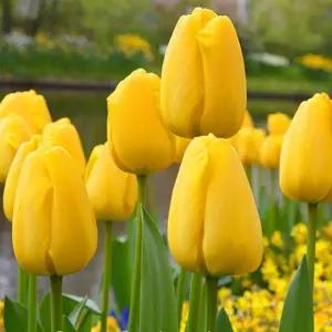 꽃모종 고급품종 튤립 골든아펠톤 10cm분 4개(HT)