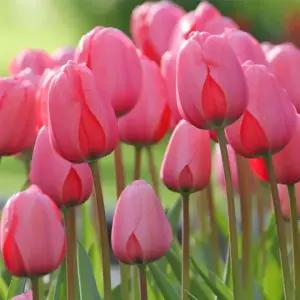 꽃모종 고급품종 튤립 핑크임프레션 10cm분 4개(HT)