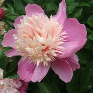 친구식물 작약 숙근 구근 9번 연태 봄꽃 개화주