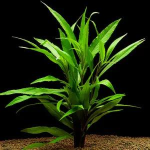 뉴라지리프 하이그로필라 5줄기 어항수초 구피 물고기 베타 새우 키우기