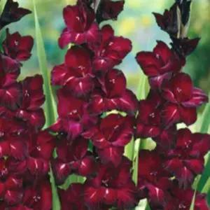 글라디올러스 (블랙스타) 알뿌리 식물 구근 여섯개셋트  SM690