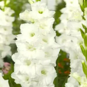 글라디올러스 (스노우댄스) 알뿌리 식물 구근 여섯개셋트  SM691