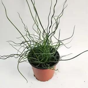 특이한 식물 실내음지 스프링골풀 30cm 3개 사무실