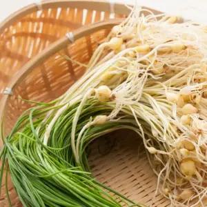 국내산 햇 달래 제철 봄나물 500g 1kg