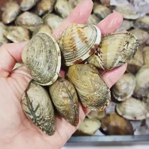 [담미로]국내산 활 바지락1kg 왕사이즈 세척 해감 바지락