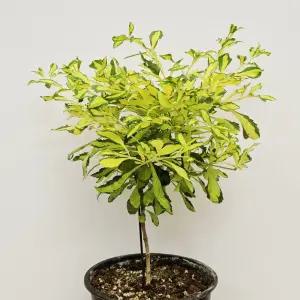 무늬가 예쁜 주란타나무