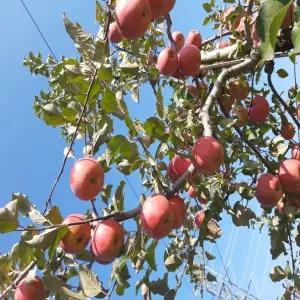 제철 가정용 청송 부사 사과 10kg