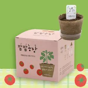 방울토마토키우기 유치원 초등 학교 학원 방과후 수업 방울 토마토 식물 모종 새싹 씨앗 키트
