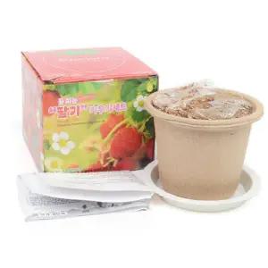 딸기키우기 유치원 학교 식목일 행사 꽃피는 딸기 식물 씨앗 새싹 재배 키트 키우기 세트