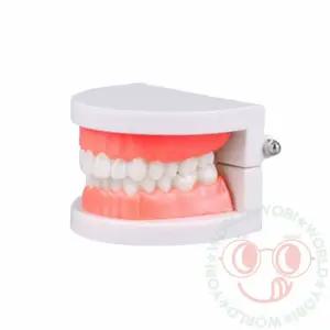 치아 모형 이빨모형 치아교구/교육용/치과/놀이/양치/덴탈/학습/구강/교육/견고한/어린이/유치원/학교/입모