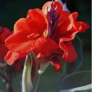 칸나구근5~7개 희귀 야생 약초씨앗(HC)