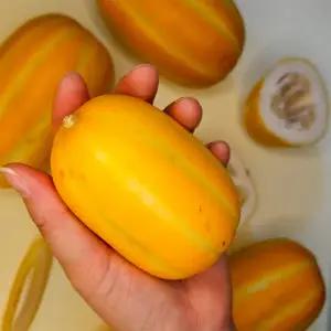 맛있는 성주 참외 2kg 5kg 중소과 가정용 제철과일