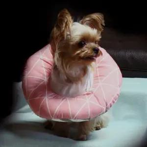 삼각핑크 쿠션넥카라 넥카라 넥칼라 쿠션넥카라 애견꼬깔 애견갈때기 애견깔대기