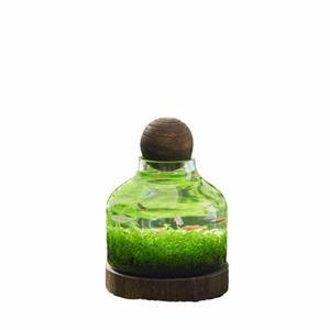 원형 유리 수초 뿔 풍요의 작은 집들이 선물 고양이 어항 수족관 세트