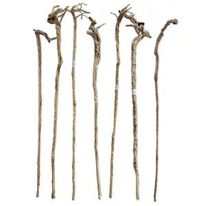 등나무 자연목 장수 지팡이 감태 나무 1 장식품
