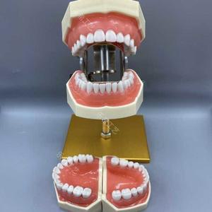 덴티폼 모델 모형 이빨 양 임플란트 의자 구조 M1003 교재 학습 피규어