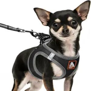 훈련 달리기 걷기를 위한 도그 하네스 중형견 강아지 및 목줄 세트 소형 조끼 블랙 XS에 적합