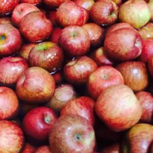 과즙팡팡 수분가득 신선한 경북 사과 주스용 못난이 가정용 사과 5kg~10kg 선택
