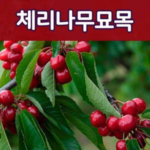 [태영]체리나무 특선 라핀,옥타비아,좌등금,레기나 접목묘